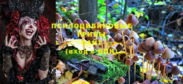 PSILOCYBIN Каменск-Шахтинский